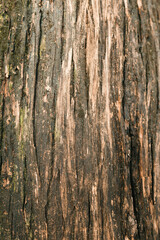 Close up view of natural tree bark texture showing rough wood surface detail