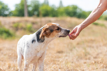 An elderly volunteer lady feeds the rescued dogs after socialization and obedience training