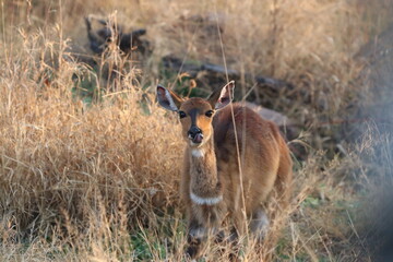 Bushbuck