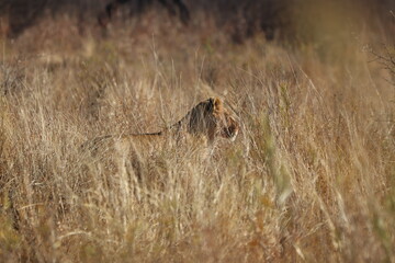 Lioness