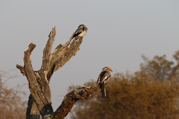 Yellow Beaked Hornbill