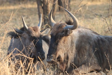 Blue Wildebeest