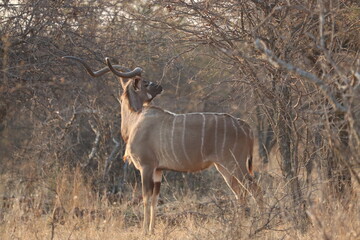 Kudu