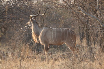 Kudu