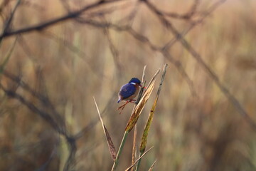 Malachites Kingfisher
