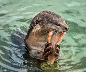 Wild otter from island of Borneo, Sandakan. But in absence of persecution and the presence of fish in cities, otter becomes trusting. Hairy-nosed Otter (Lutra sumatrana) caught a catfish