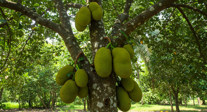 A jackfruit tree with hanging fruit