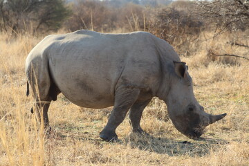 Fototapeta premium White Rhino