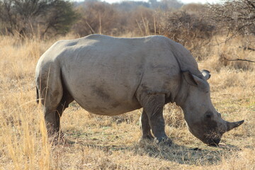 Fototapeta premium White Rhino
