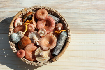Basket of fresh wild mushrooms foraging harvest
