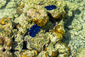 Crabs scuttle, hermit crabs shift shells, sea slugs shine with color. Spiders weave, lizards bask. Coral, seagrass, and sea cucumbers sustain coastal life in harmony.