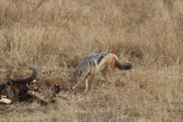 Black-Backed Jackal