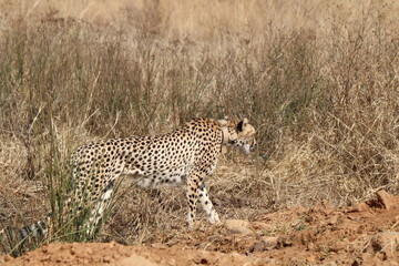 Cheetah