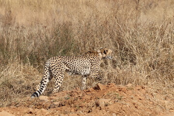 Cheetah