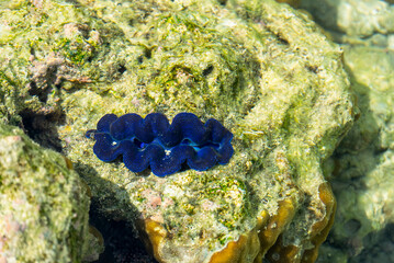 Crabs scuttle, hermit crabs shift shells, sea slugs shine with color. Spiders weave, lizards bask. Coral, seagrass, and sea cucumbers sustain coastal life in harmony.