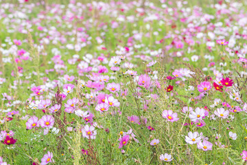 Obraz premium field of flowers