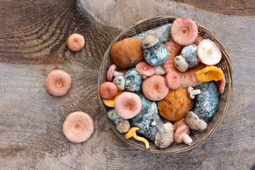 Basket of fresh wild mushrooms on wooden background
