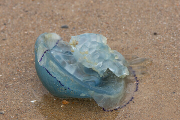 Blue jellyfish on the beach © Stephanie Beckers
