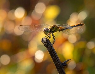 Dragonfly perched on a twig bathed in warm sunlight