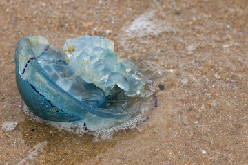 Blue jellyfish on the beach