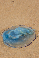 Blue Jellyfish in the sand
