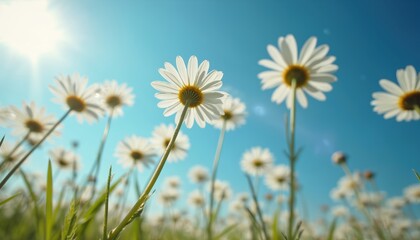 Field of daisy flowers with white petals, yellow center under bright sunny blue sky. Sun shines, creating sun flare effect, vibrant natural light. Perfect for spring, summer, freshness, nature themes.