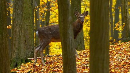 animal in the forest