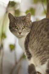 Cat with a greenish yellowish eye is looking at the camera
