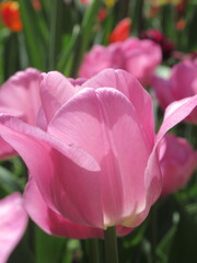 Zbliżenie na różowe kielichy tulipanów © Kumulugma