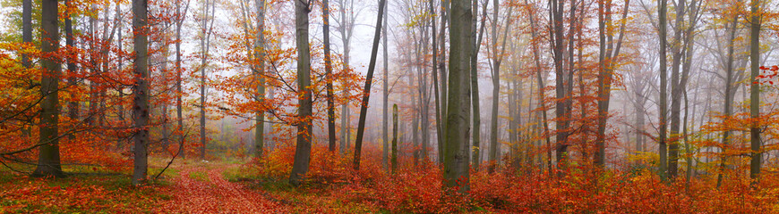 Creepy mysterious foggy forest during autumn day with colorful foliage