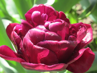 Zbliżenie na różowe kwiaty tulipana © Kumulugma