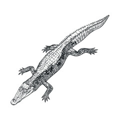Naklejka premium Detailed sketch of a crocodile in natural pose for educational use. Vector black icon