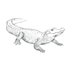 Fototapeta premium Detailed sketch of a crocodile on a neutral surface. Vector black icon