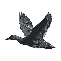 Duck in flight showcasing natural grace and elegance. Vector black icon