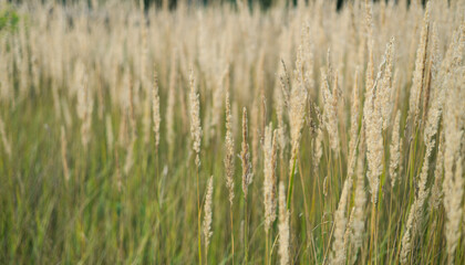 Abstract natural background of soft plants Cortaderia selloana. Pampas grass on a blurry bokeh, Dry...