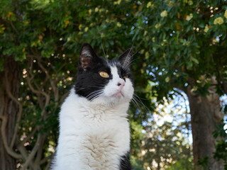 Black and white cat looking up outside face close-up