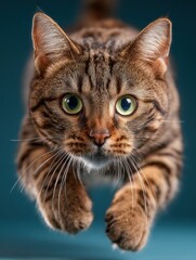 Obraz premium A spotted cat leaps midair with full stretch, showing its agility and athletic body. The motion highlights feline strength, speed, and playful energy.