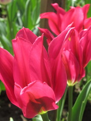 Zbliżenie na różowe kielichy tulipanów © Kumulugma