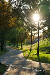 공원, 나무, 네이처, 경관, 여름, 나뭇잎, 봄, 가을, 태양, 햇빛, 계절, 단풍, 거리, 길