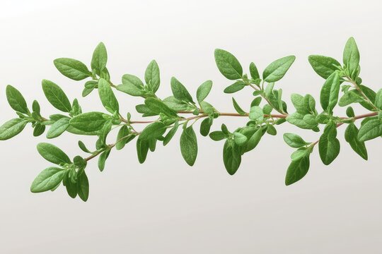 Fresh thyme leaves, aromatic herb, isolated on a transparent background