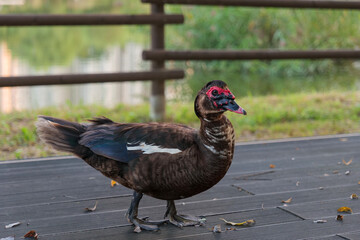 버드, 오리, 거위, animal, 부리, 야생 동물, 깃털, 물새, 청둥오리
