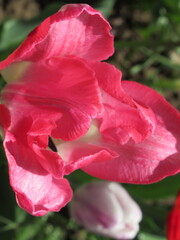 Zbliżenie na różowe kielichy tulipanów © Kumulugma