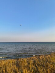 lonely seagull flies over the sea
