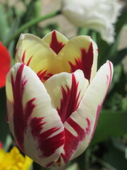 Zbliżenie na biało-czerwonego tulipana © Kumulugma