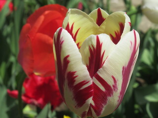 Zbliżenie na biało-czerwonego tulipana © Kumulugma