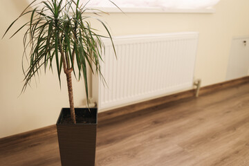 
White radiator on wall with green plant in pot. Heating system in cozy room with wooden floor keeps home warm and comfortable during cold season.