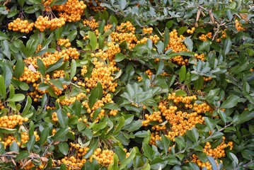 Pyracantha or firethorn is a evergreen shrub with spring flowers and colourful autumn berries.
