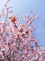 Tree with pink flowers is in the foreground and the sky is blue