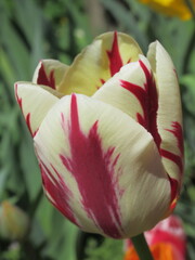 Zbliżenie na biało-czerwonego tulipana © Kumulugma