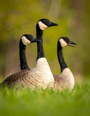 Obraz premium Three Canada Geese in a field